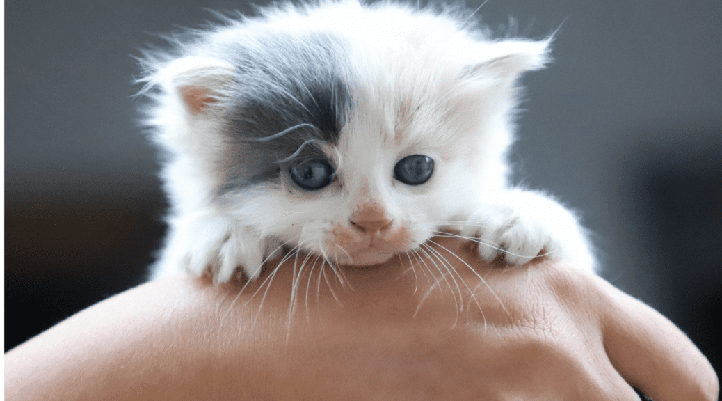 White small kitten in a human hand with one black patch of hair on one eye