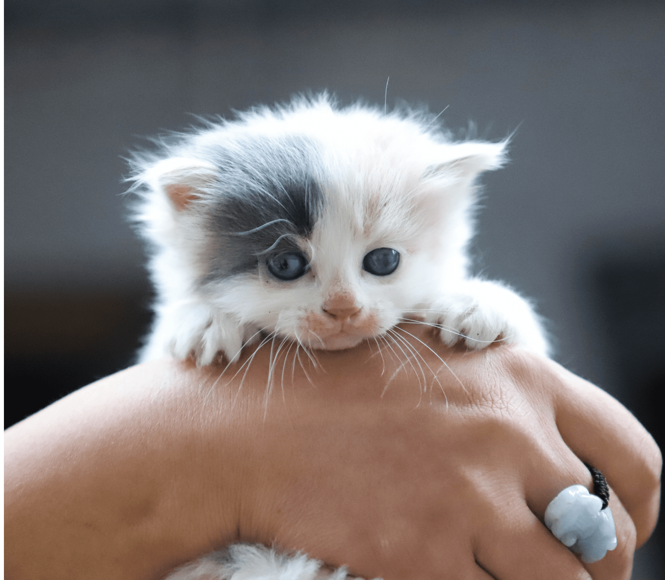 White small kitten in a human hand with one black patch of hair on one eye