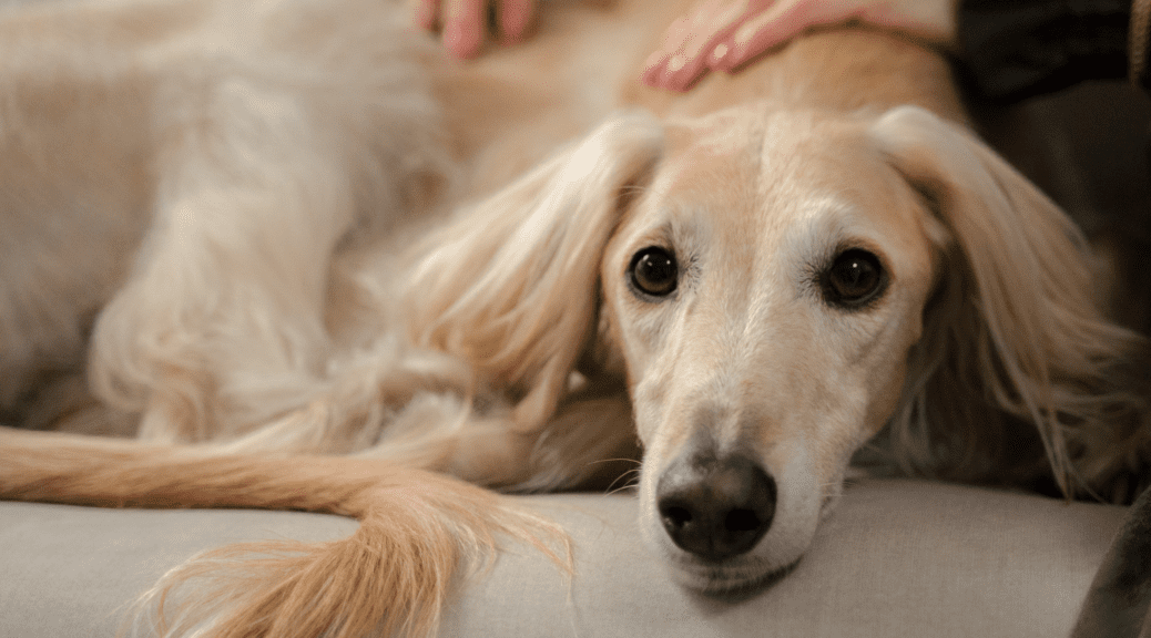 Cream-colored greyhound dog getting a back caress