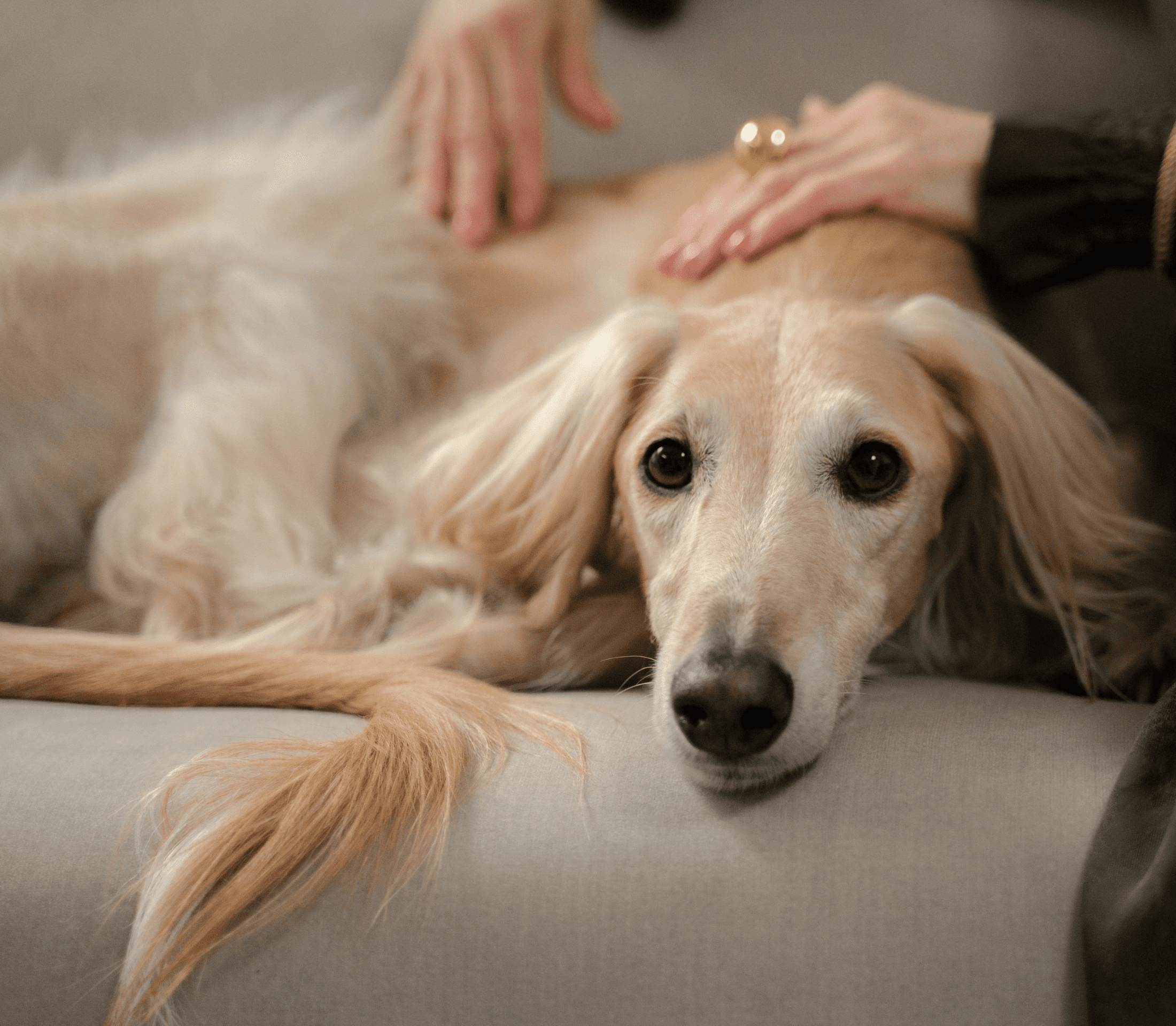 Cream-colored greyhound dog getting a back caress