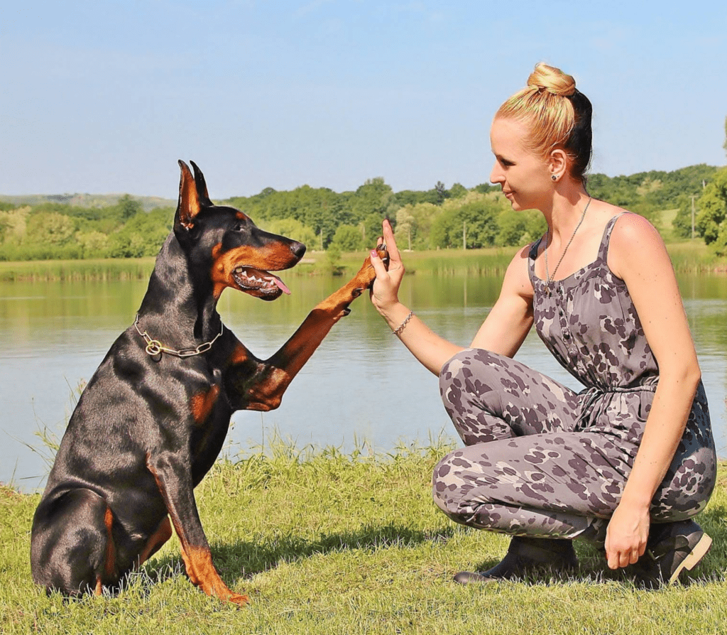 Black adult Doberman giving a high-five to a ladey
