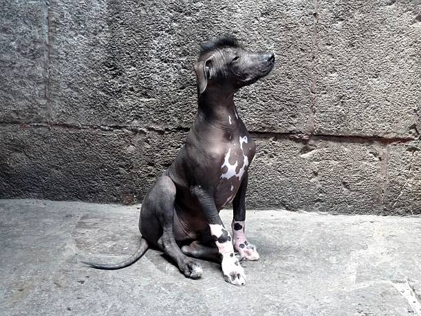 Blackish Peruvian hairless dog sitting on a grayish floor
