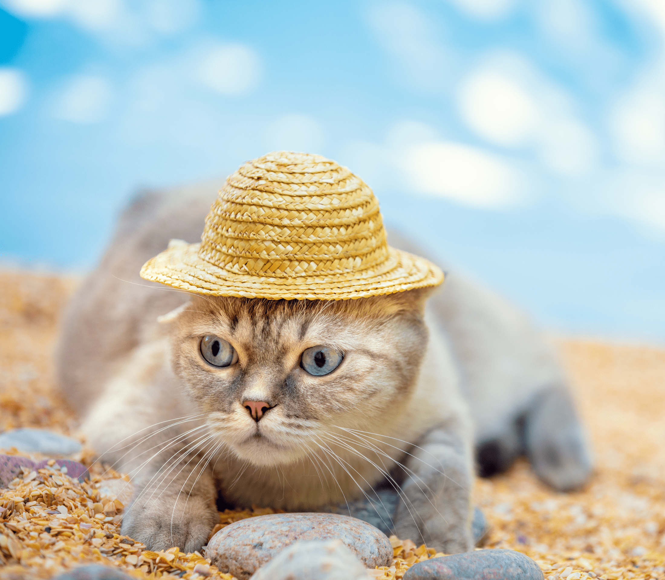 Pale-gray colored cat laying down on sand with woven brown hat