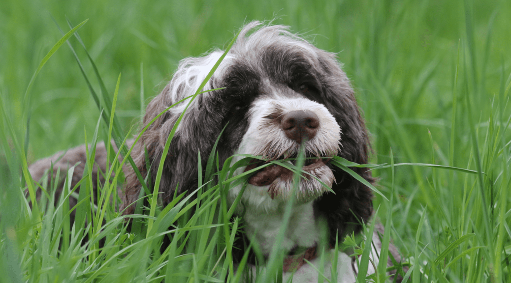 Hairy gray dog nipping on grass