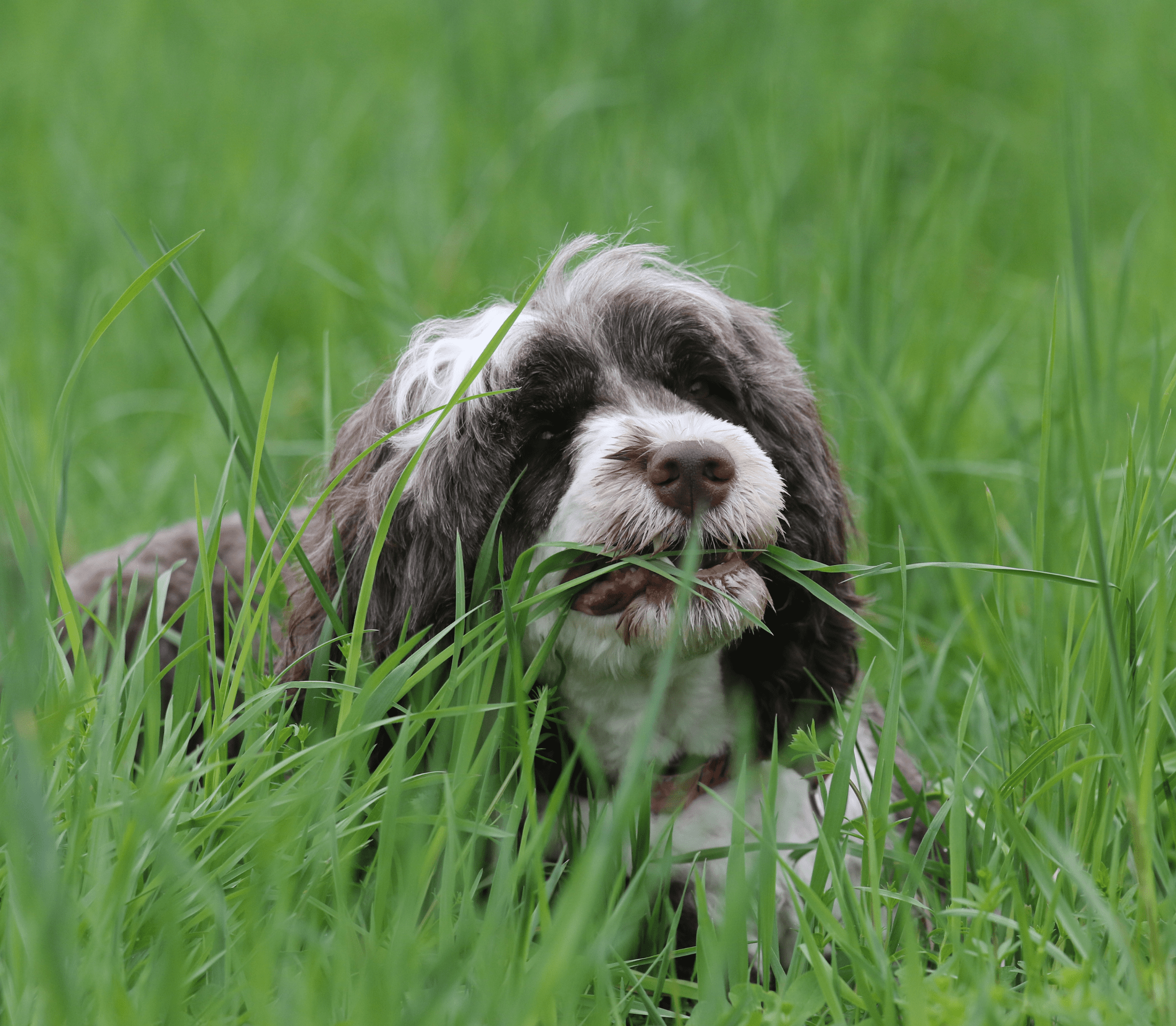 Hairy gray dog nipping on grass