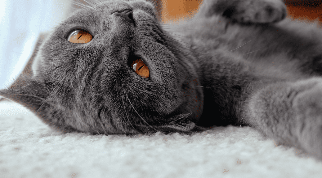 Dark gray cat laying on its back