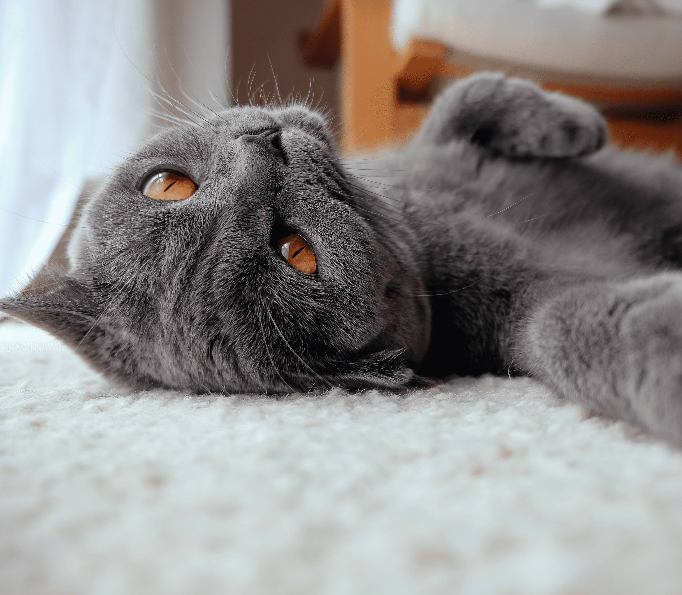 Dark gray cat laying on its back