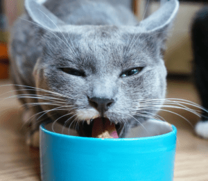 Gray cat licking on a bowl food bowl