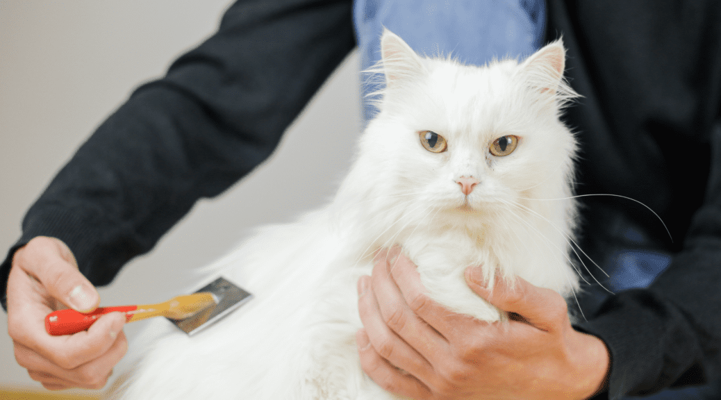 White cat gets a hair combed