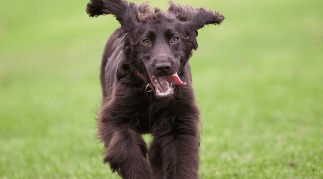 Spoodle running with tongue sticking out