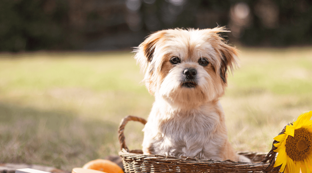 Terrier inside a brown woven basket in the garden with small flowers