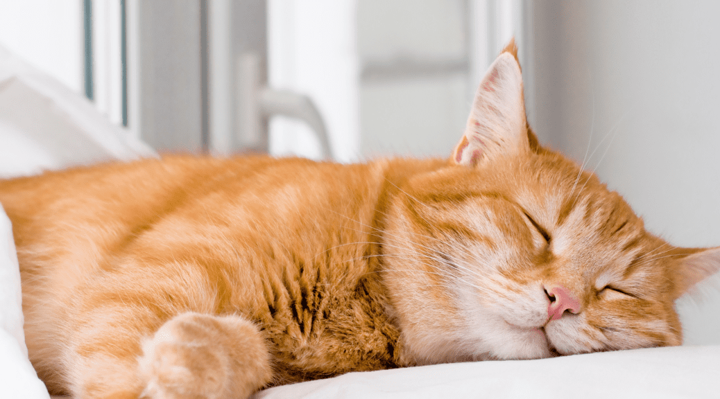 Ginger cat sleeping comfortably