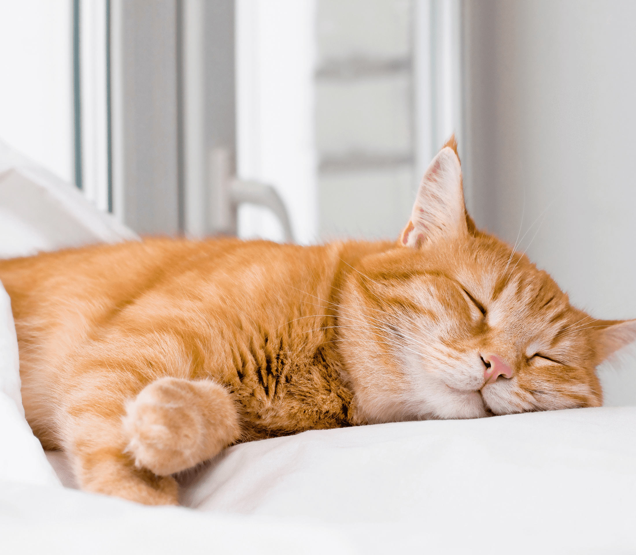 Ginger cat sleeping comfortably