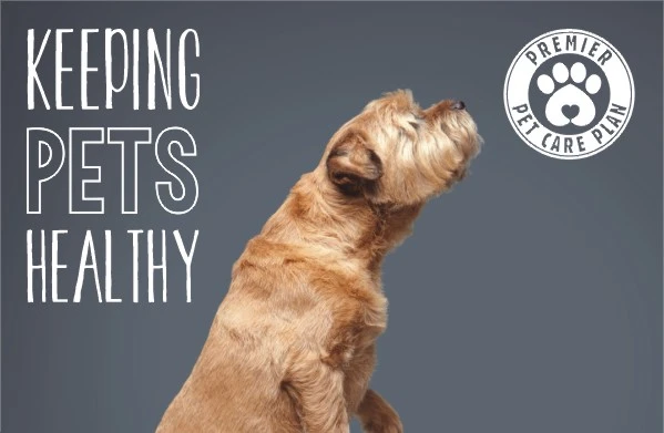 Keeping Pets Healthy - Good Pet Owner Plans