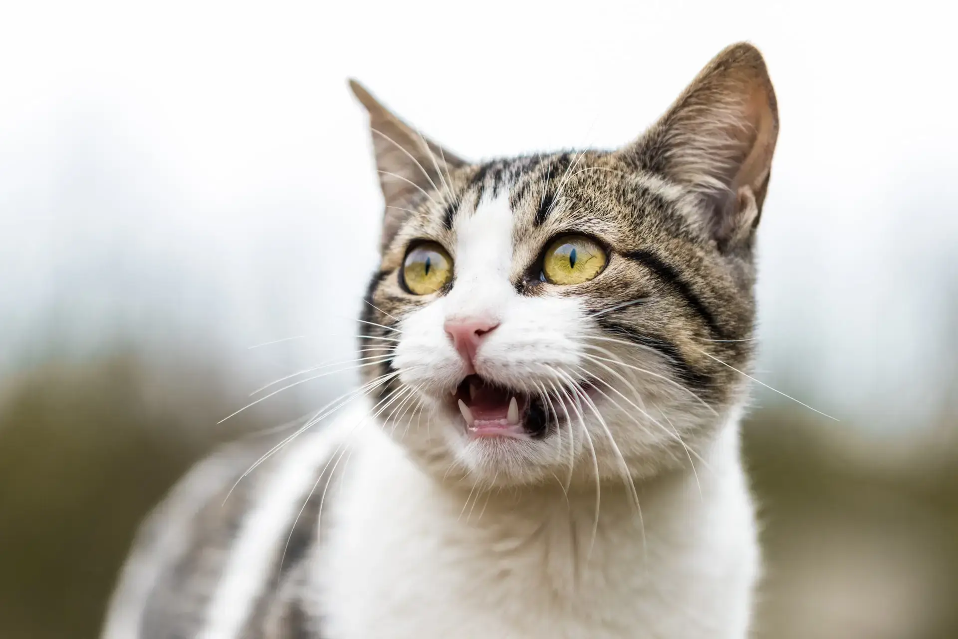 Scaredy Cat: Feline Anxiety and Related Issues - Animal Medical